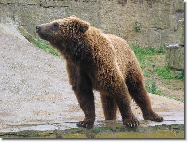 Diapositiva siguiente